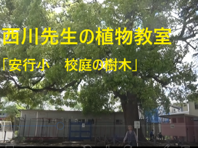西川昭三先生の植物教室①　安行小学校校庭の樹木調べ　４月２４日