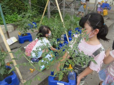 ２年生　野菜を観察しよう