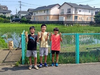 田んぼビオトーププロジェクト　NO17　稲の成長と除草(電動エアーボート編）