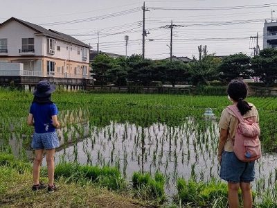 田んぼビオトーププロジェクトNO18　稲の生長と除草（カルガモロボット編）