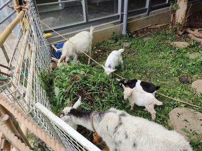 ヤギさんたちのお引越し　ヤギ除草もかねて！