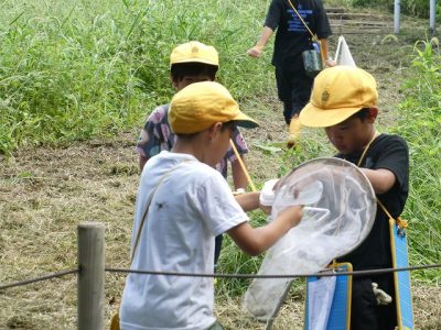 3年生　サマースクール　平岡山探検（安行原自然の森自然観察）