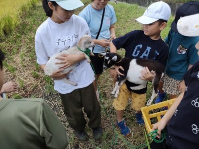 ９月２９日（日）エコクラブ稲刈り２回目　ヤギさんも参加！？