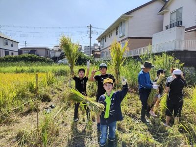 １０月２日（水）５年生稲刈り１回目（１組、３組）