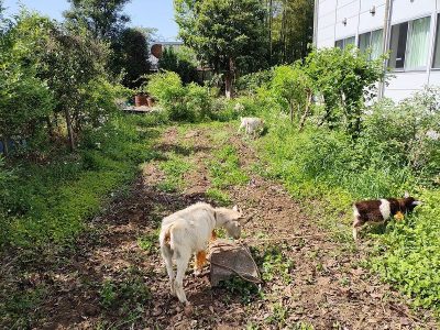 ヤギ　エコ除草の紹介
