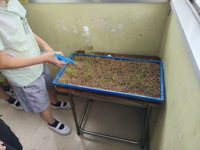 稲苗づくり　　