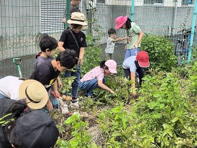 ジャガイモ収穫９５６個！　ジャガバターに挑戦！６月２５日（月）エコクラブ