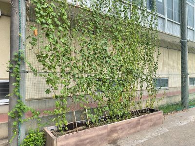 学校保健室横のミニ田んぼにも稲の花が咲きました　８月２２日
