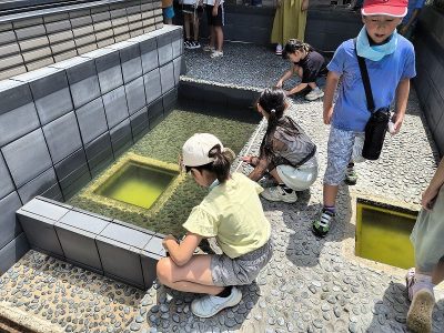 安行公民館ビオトーププロジェクト　８月３日（日）　エコクラブ