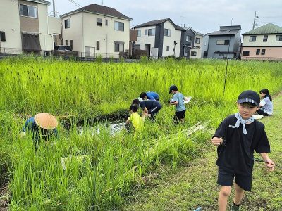 田んぼの生き物調査　８月７日（木）　エコクラブ