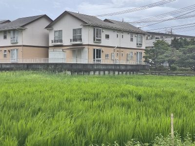 稲の幼穂（ようすい）が出ました　８月１１日
