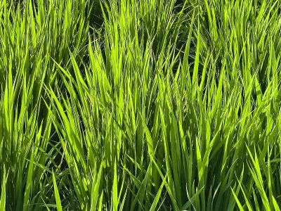 稲の花が咲き始めました　８月２０日