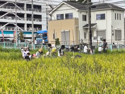 ９月２３日　秋分の日　　稲刈り　エコクラブ