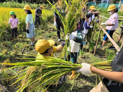 ５年生　稲刈り　１０月８日　１組、５組、安行東光幼稚園年長さん