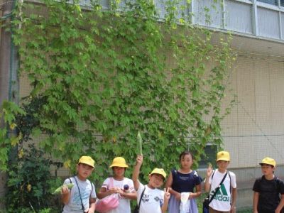 安行小の夏　グリーンカーテン　ゴーヤ・夏野菜の収穫　7月２９日（月）