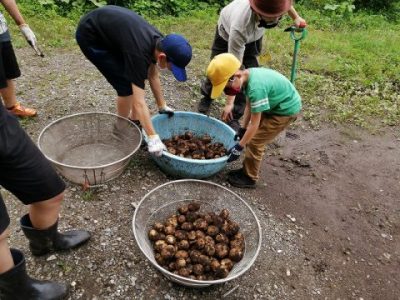 ジャガイモの収穫　ジャガバターに挑戦！ 7月５日（日）　エコクラブ