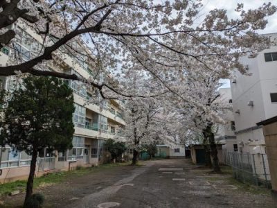中庭の桜とケヤキ　