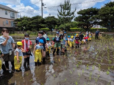 ６月４日（火）５年生　田植えに挑戦！　安行東光幼稚園年長さんも一緒に田植えをしました