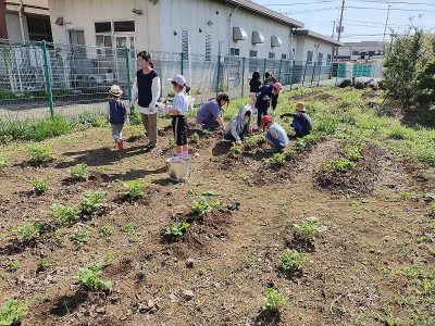 ジャガイモの芽かきと夏野菜苗植え（安行小こどもエコクラブ）４月２７日（日）