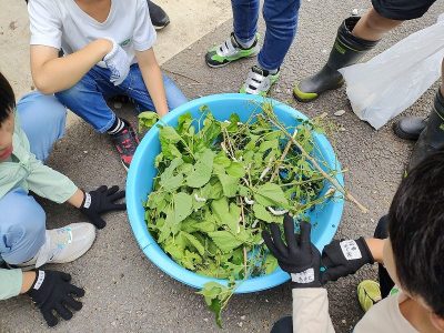 さつまいも苗植え　クワの実とり　カイコの世話　６月２日（月）　エコクラブ