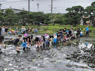 田植え　６月１３日（金）安行小５年生が安行東光幼稚園の年長さんたちと田植えをしました