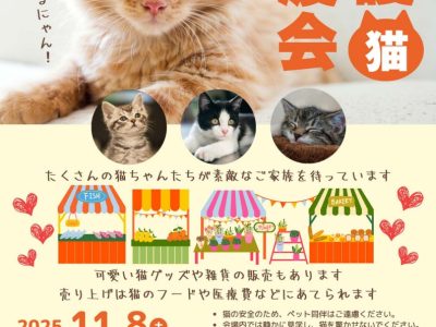 11月8日(土) 動物譲渡会が安行小学校を会場に開かれます